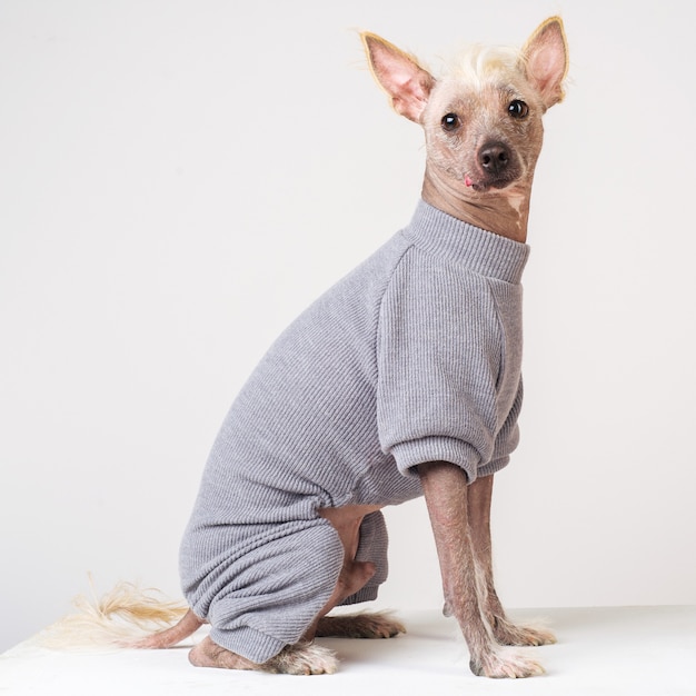 Retrato de um cão de crista chinês macho com suéter cinza sobre fundo branco