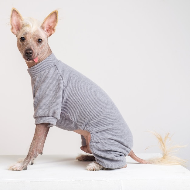 Retrato de um cão de crista chinês macho com suéter cinza sobre fundo branco