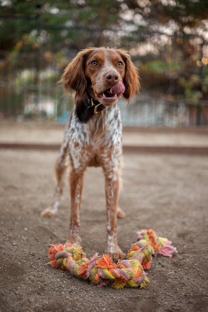 Foto retrato de um cão de pé ao ar livre