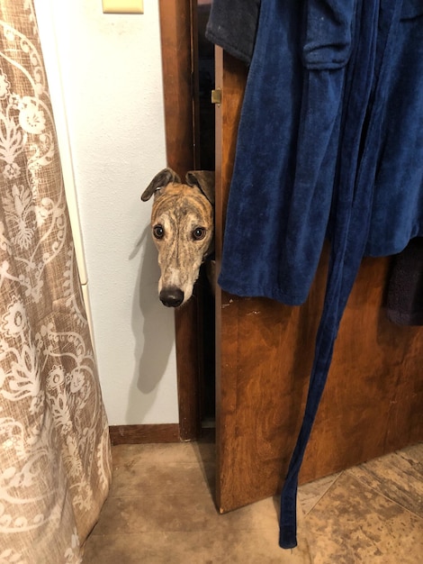 Foto retrato de um cão de pé contra a porta em casa