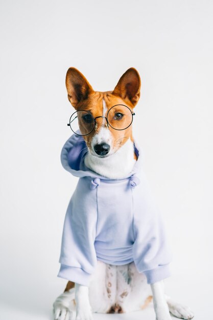 Foto retrato de um cão de pé contra um fundo branco