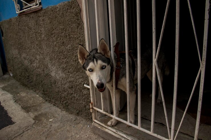 Foto retrato de um cão de pé em metal