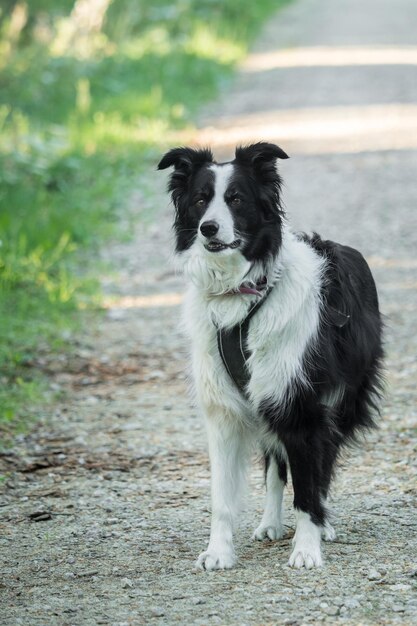 Foto retrato de um cão de pé em terra