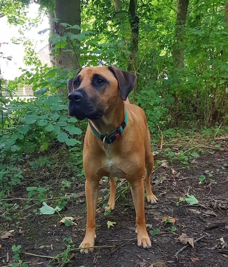 Foto retrato de um cão de pé em uma árvore