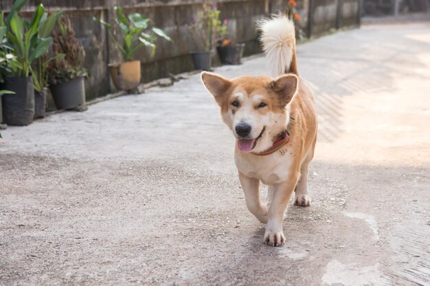 Retrato de um cão de pé na calçada