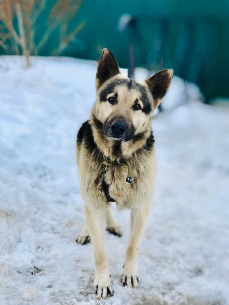 Foto retrato de um cão de pé na neve