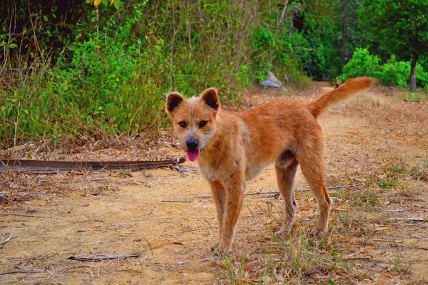 Foto retrato de um cão de pé no campo junto a plantas