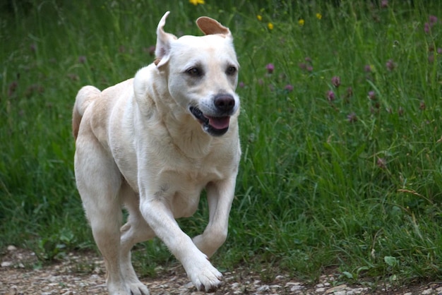 Retrato de um cão de pé no campo