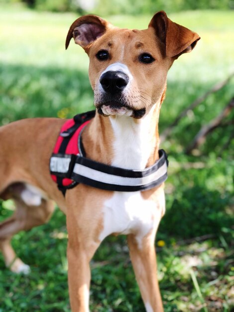 Foto retrato de um cão de pé no campo