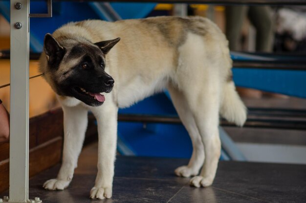 Foto retrato de um cão de pé no chão