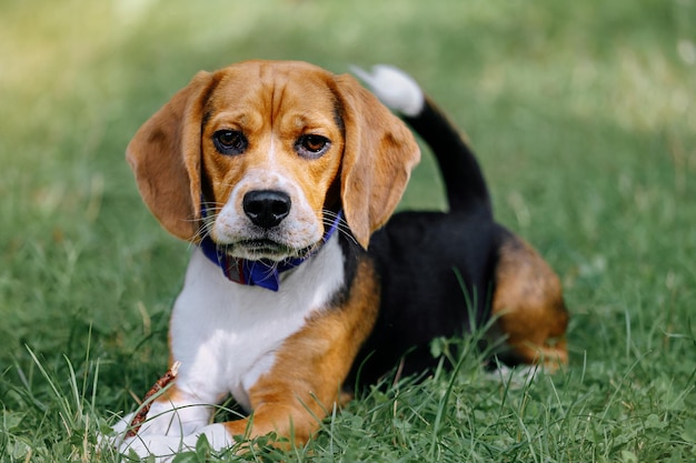 Retrato de um cão de raça Beagle em um fundo de grama.
