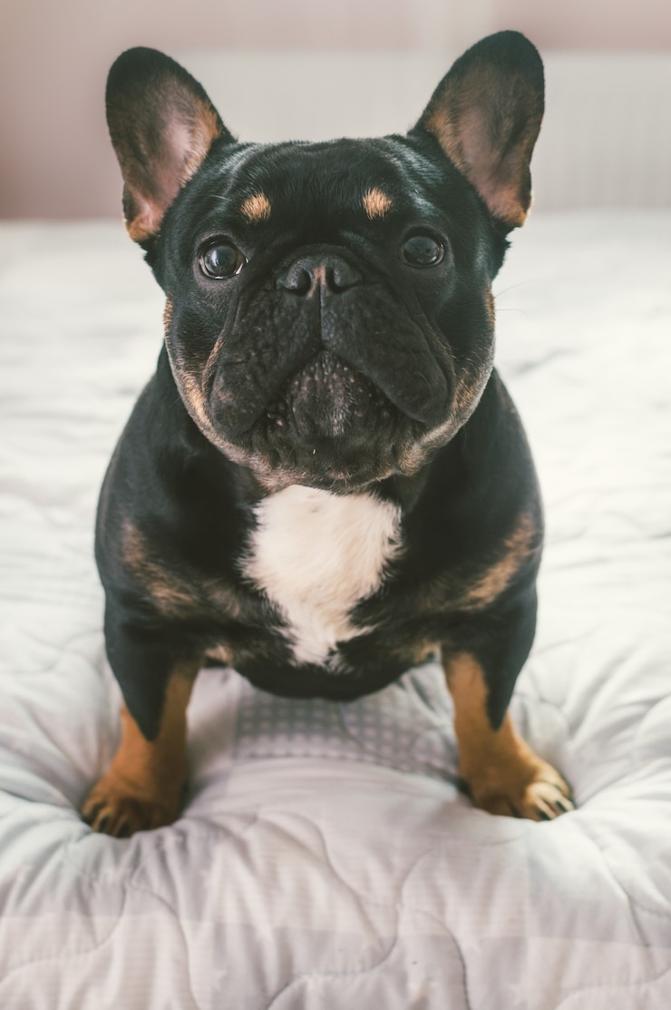 Retrato de um cão de raça Bulldog Francês close-up na cama. Foto vertical