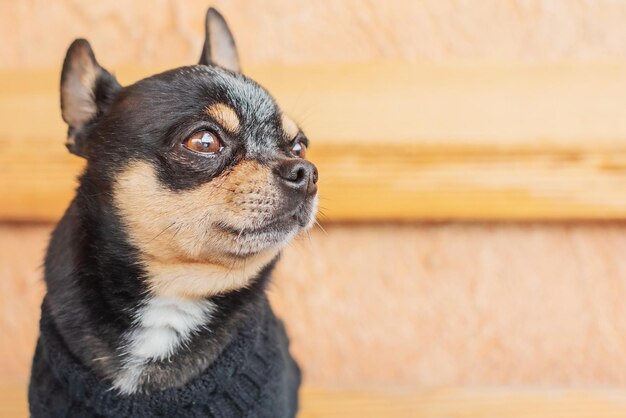 Retrato de um cão de raça Chihuahua tricolor Dog em um suéter preto sobre fundo bege