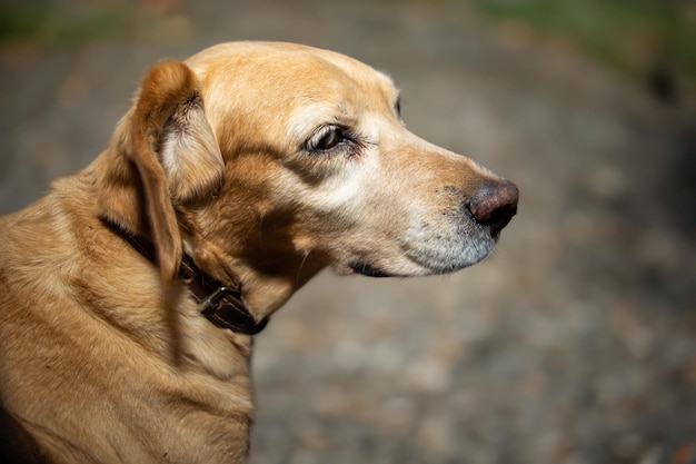 retrato de um cão de raça mista