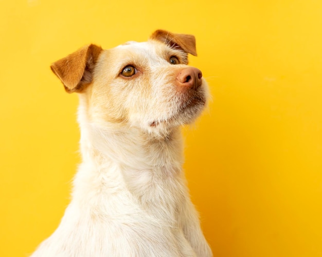 Retrato de um cão de raça podenco sobre um fundo amarelo