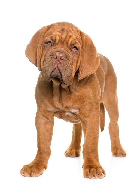 Foto retrato de um cão de raça pura em pé contra um fundo branco