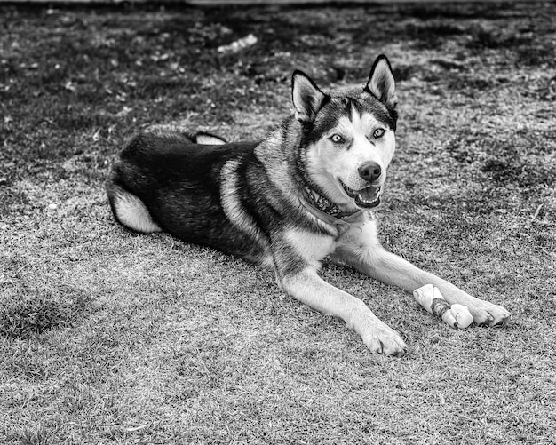 Foto retrato de um cão deitado em terra