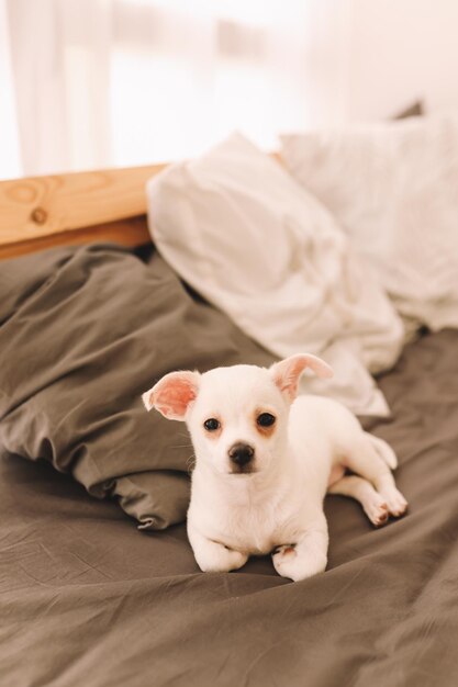 Foto retrato de um cão deitado na cama em casa