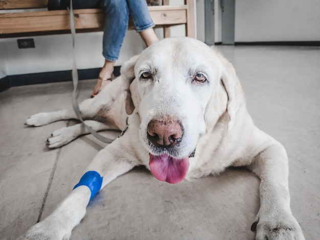 Retrato de um cão deitado no chão