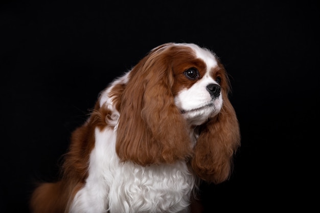 Retrato de um cão descuidado de cor vermelha do Spaniel.