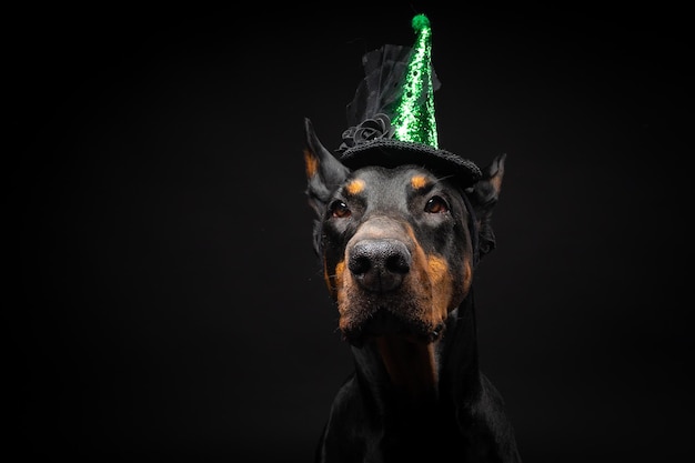 Retrato de um cão doberman em um carnaval de cocar ou halloween