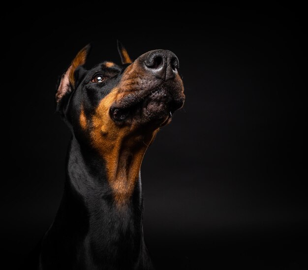 Retrato de um cão Doberman em um fundo preto isolado Studio atirou em closeup