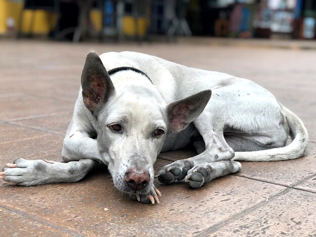 Retrato de um cão dormindo em uma calçada