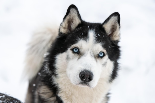 Retrato de um cão durante o inverno