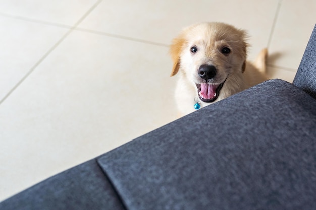 Retrato de um cão em alto ângulo
