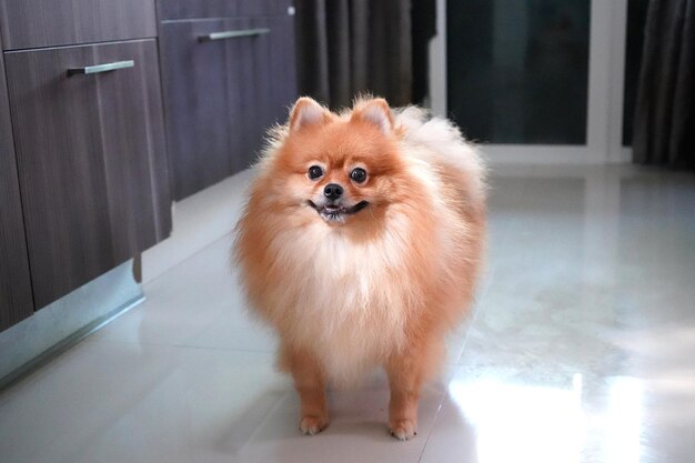 Foto retrato de um cão em casa