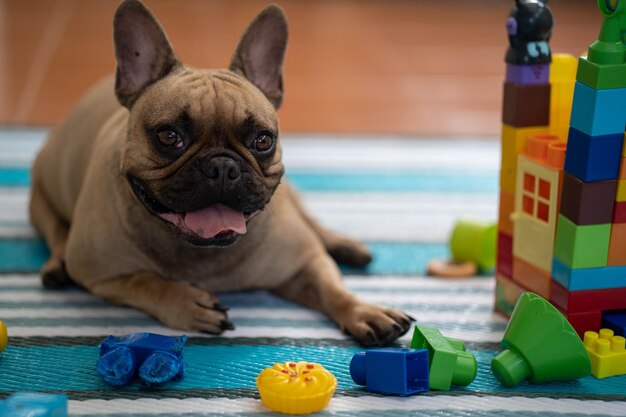 Foto retrato de um cão em casa