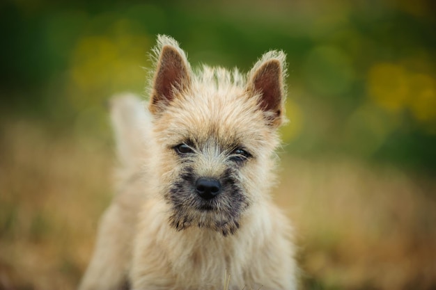 Foto retrato de um cão em close-up