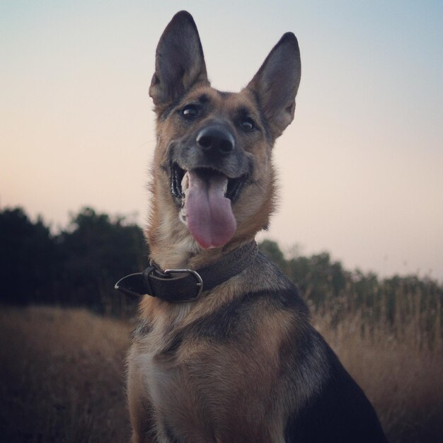 Foto retrato de um cão em close-up