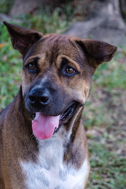Retrato de um cão em close-up