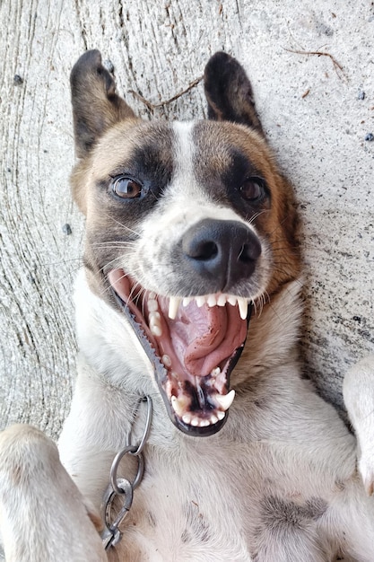 Foto retrato de um cão em close-up