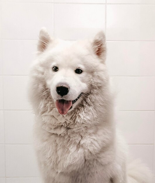 Foto retrato de um cão em close-up