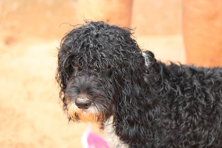 Foto retrato de um cão em close-up