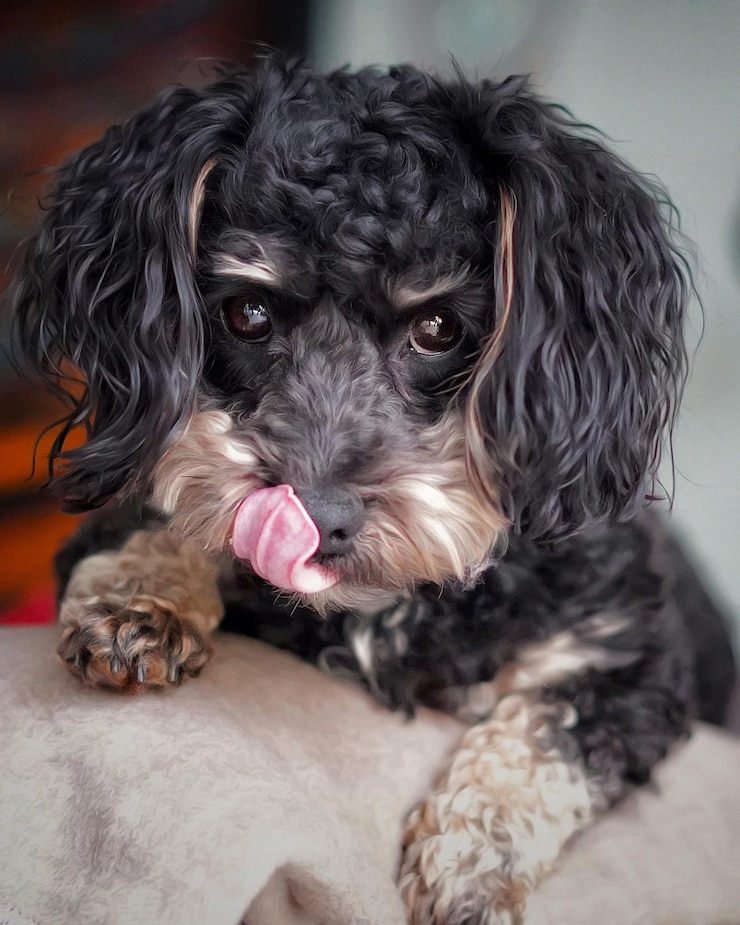 Foto retrato de um cão em close-up