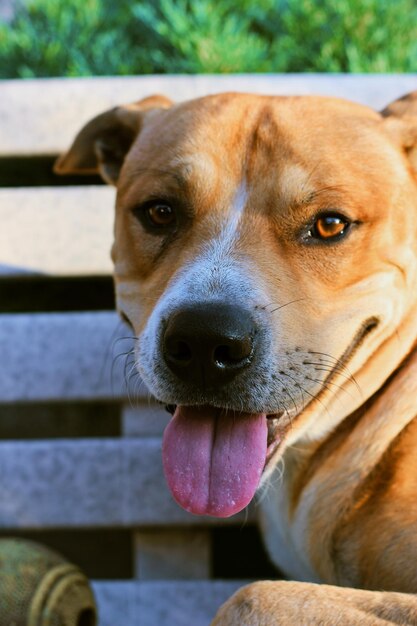 Foto retrato de um cão em close-up