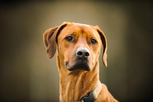 Retrato de um cão em close-up