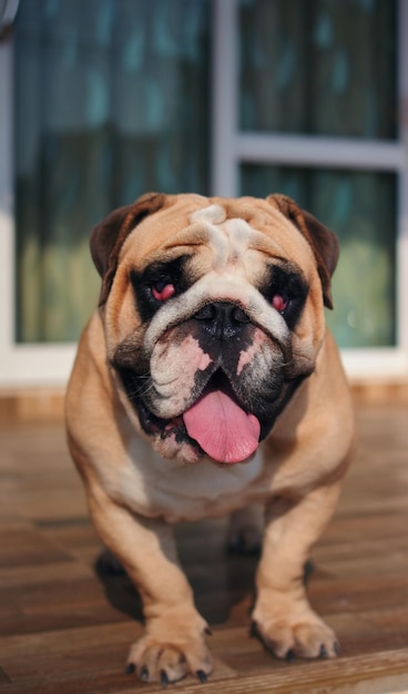 Foto retrato de um cão em close-up