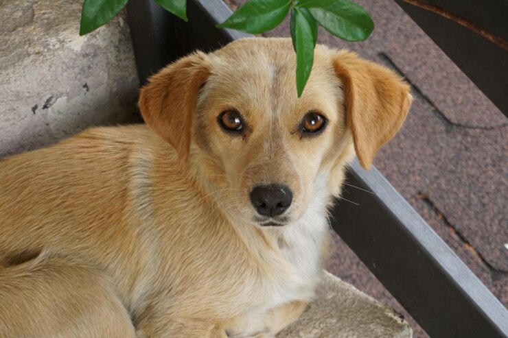 Foto retrato de um cão em close-up