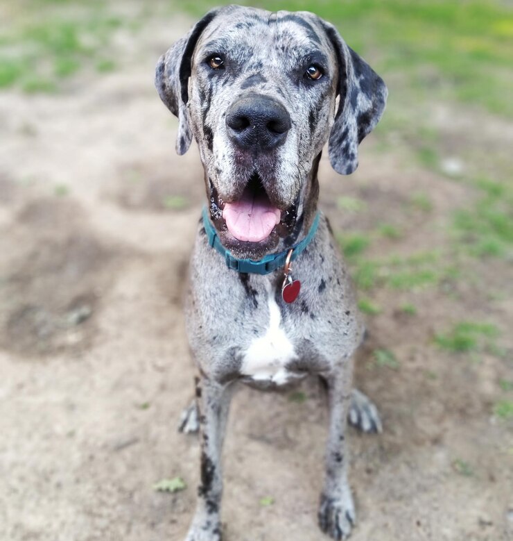 Foto retrato de um cão em close-up