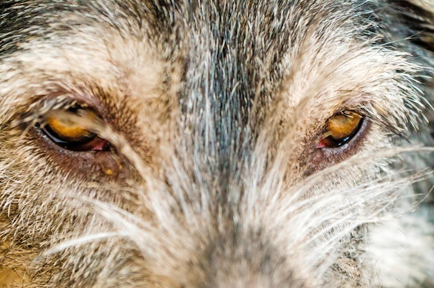 Retrato de um cão em close-up