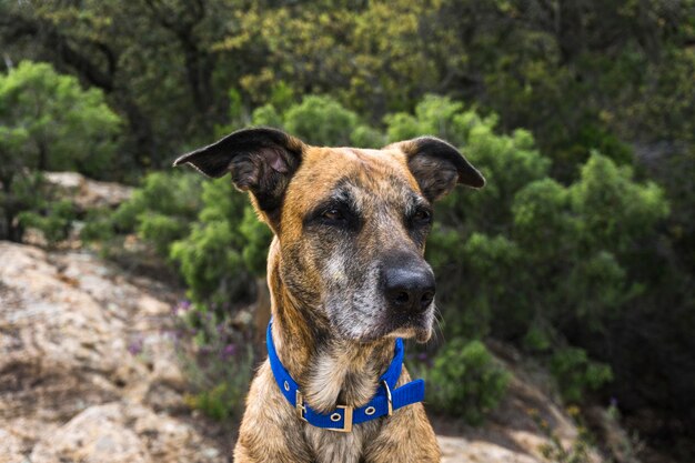 Foto retrato de um cão em close-up