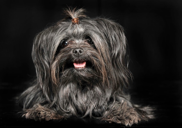 Foto retrato de um cão em close-up