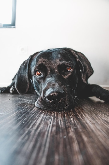 Foto retrato de um cão em close-up