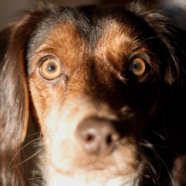 Foto retrato de um cão em close-up