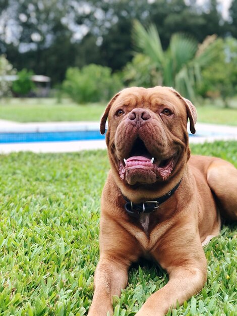 Foto retrato de um cão em close-up