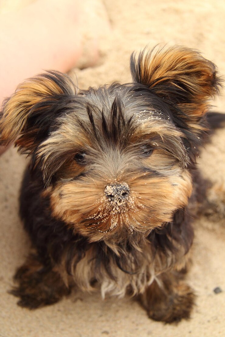 Foto retrato de um cão em close-up